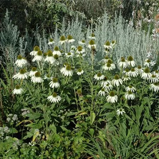 Echinacea purpurea 'Alba'