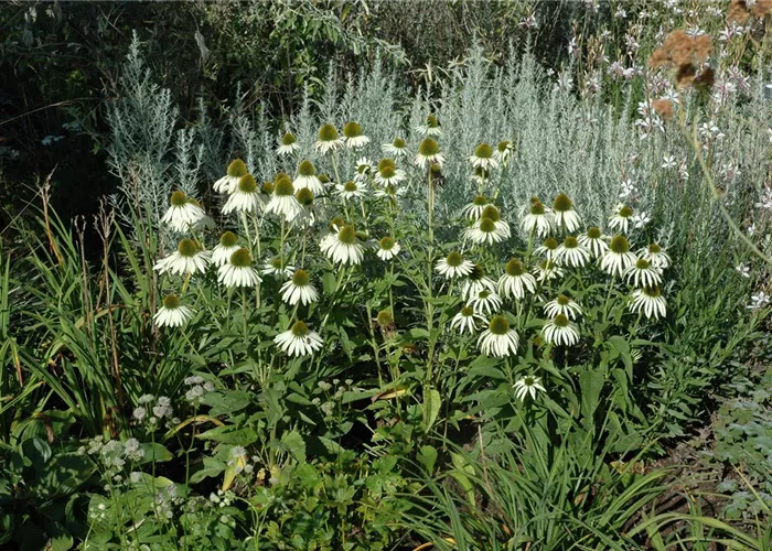 Echinacea purpurea 'Alba'