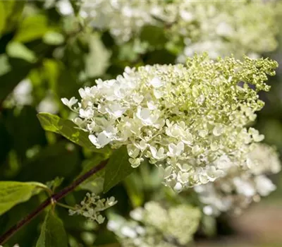 Hydrangea panic. 'Bombshell' -S- Hydrangea panic. 'Bombshell' -S-