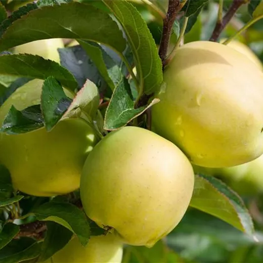 Malus 'Zuccalmagliorenette' CAC