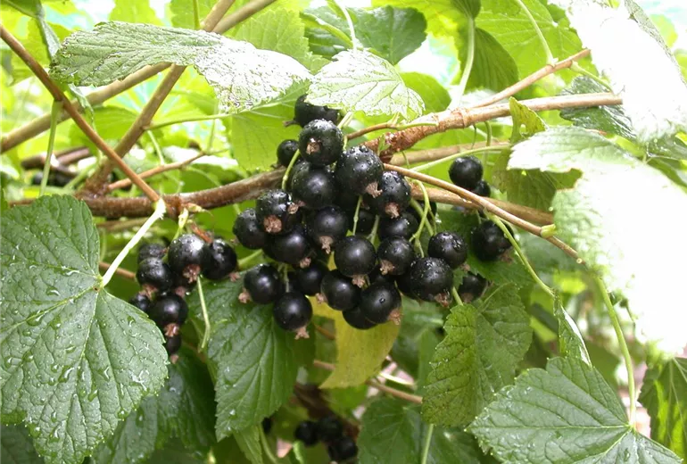 Ribes nigrum 'Titania'(s) Ribes nigrum 'Titania'(s)