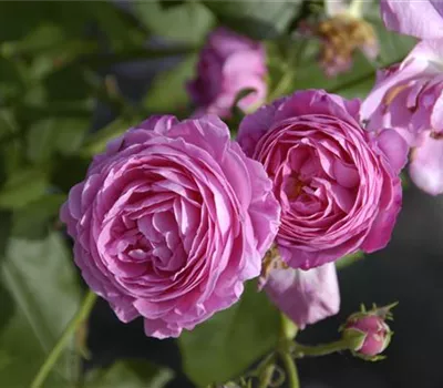 Rosa 'Louise Odier' STR Rosa 'Louise Odier' STR