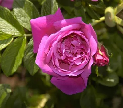 Rosa 'Rosa Zwerg' BDR Rosa 'Rosa Zwerg' BDR