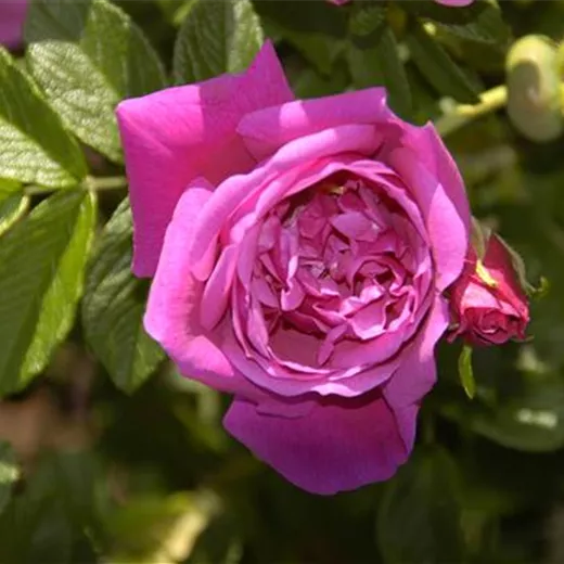 Rosa 'Rosa Zwerg' BDR