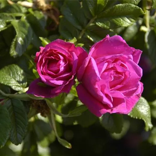 Rosa 'Rotes Meer' BDR