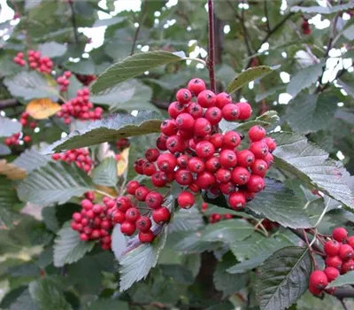 Sorbus aria