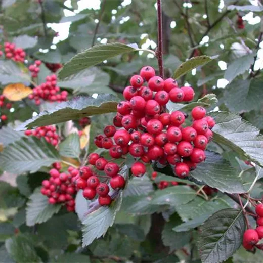 Sorbus aria