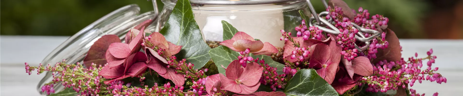 Erica gracilis Erica gracilis