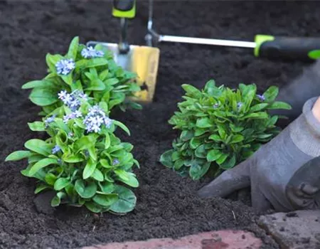 Vergissmeinnicht - Einpflanzen im Garten