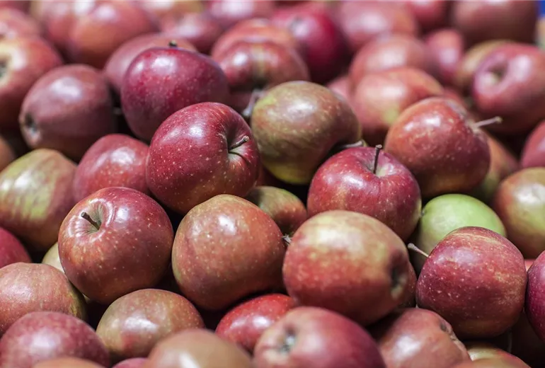 Malus domestica 'Jonagored'