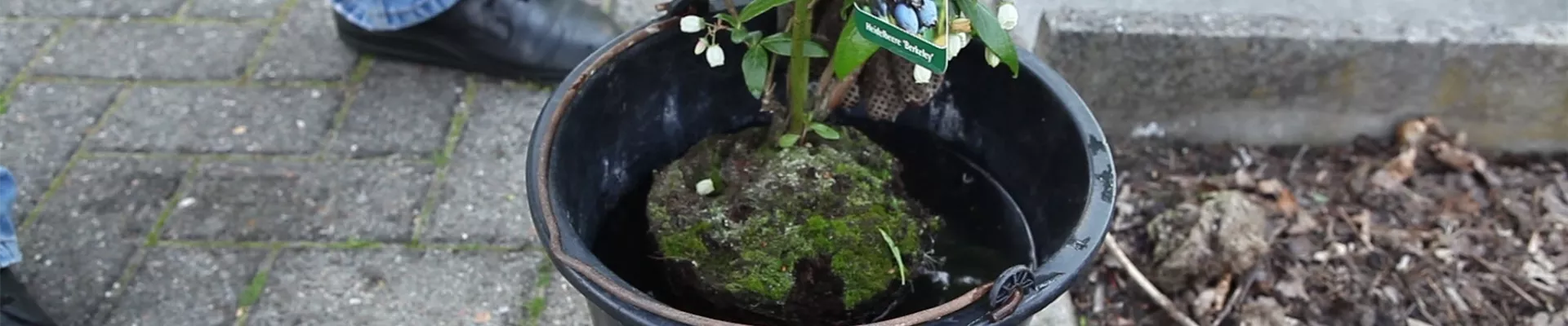 Heidelbeeren - Einpflanzen im Garten (thumbnail) Heidelbeeren - Einpflanzen im Garten (thumbnail)