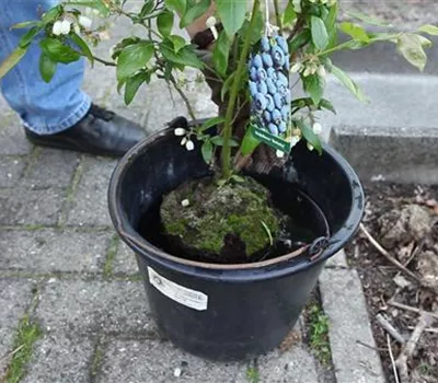 Heidelbeeren - Einpflanzen im Garten
