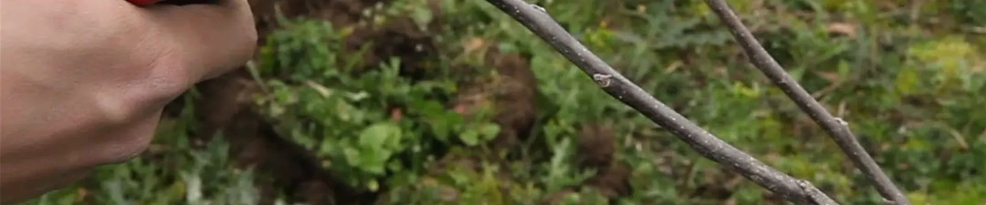 Apfelbaum - Pflanzschnitt (Anleitung - 2) Apfelbaum - Pflanzschnitt (Anleitung - 2)