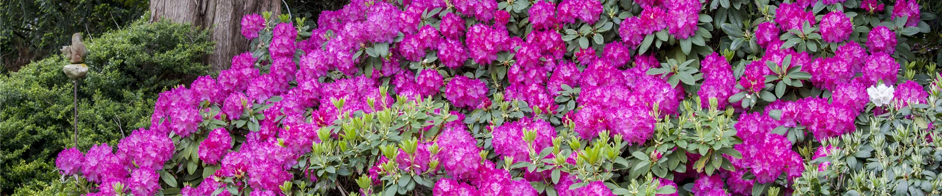 Rhododendron Rhododendron