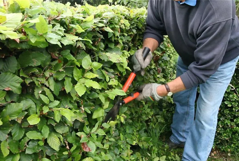 Rotbuchenhecke - Zurückschneiden mit der Hand-Heckenschere (4) Rotbuchenhecke - Zurückschneiden mit der Hand-Heckenschere (4)