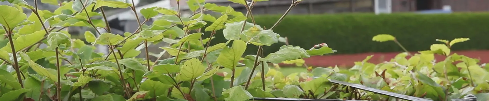 Rotbuchenhecke - Zurückschneiden mit einer Handheckenschere (thumbnail) Rotbuchenhecke - Zurückschneiden mit einer Handheckenschere (thumbnail)