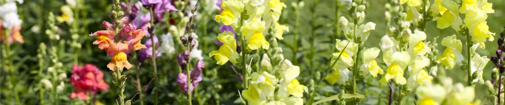Antirrhinum majus Antirrhinum majus