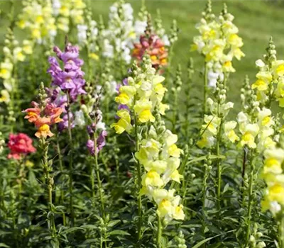 Blüten abstützen Blüten abstützen