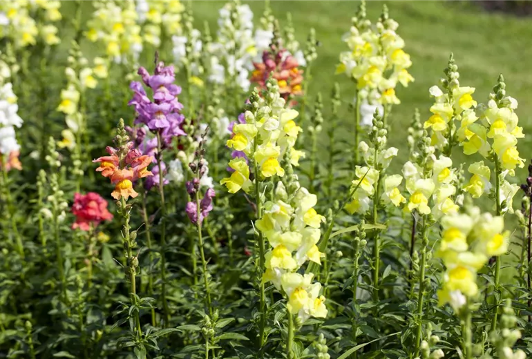 Antirrhinum majus Antirrhinum majus