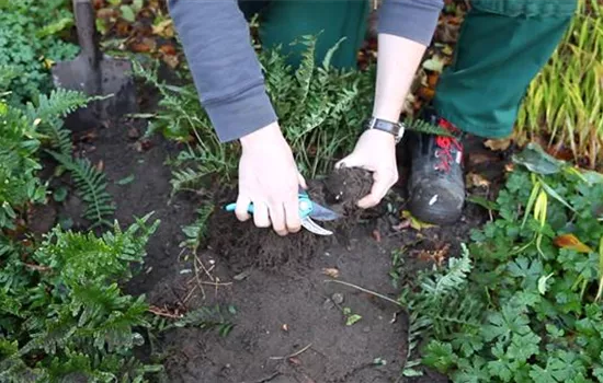 Farn - Teilen und Vermehren Farn - Teilen und Vermehren