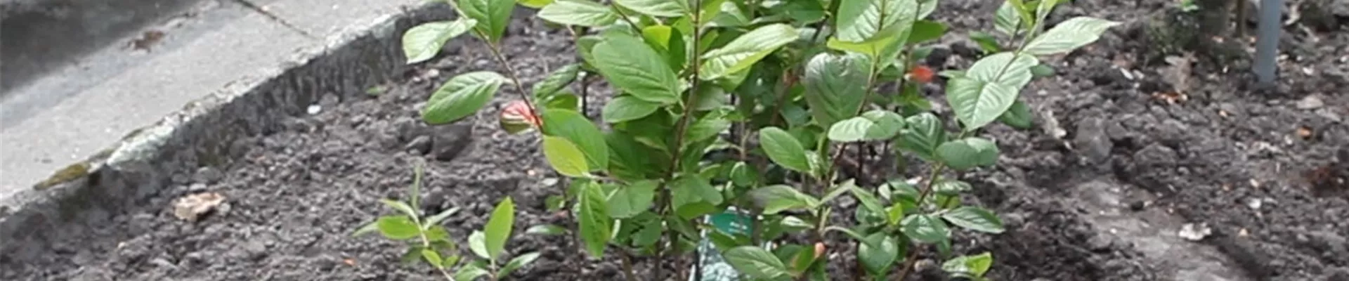 Apfelbeere - Einpflanzen im Garten (Anleitung - 0)