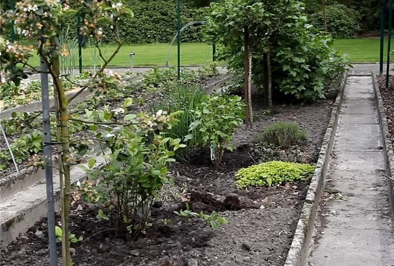 Apfelbeere - Einpflanzen im Garten (Anleitung - 3)