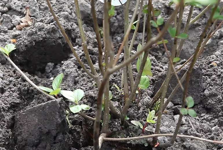 Apfelbeere - Einpflanzen im Garten (Anleitung - 4)