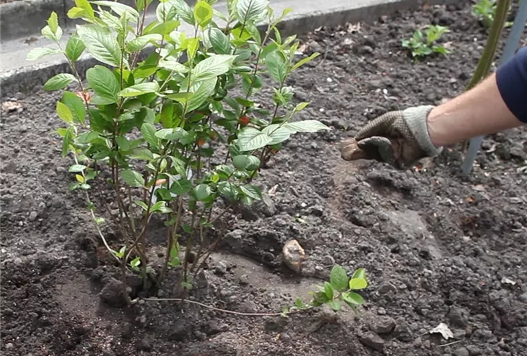 Apfelbeere - Einpflanzen im Garten (Anleitung - 6)