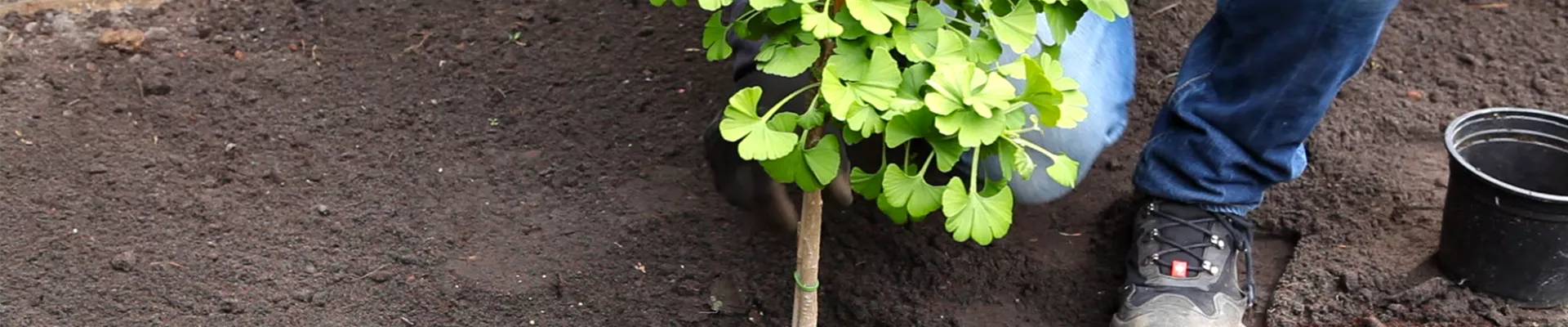 Fächerblattbaum - Einpflanzen im Garten (thumbnail)