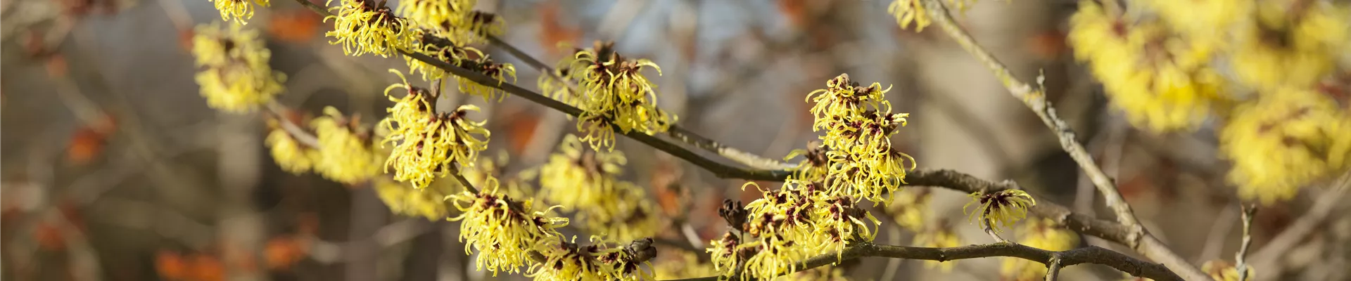 Hamamelis x intermedia 'Primavera' Hamamelis x intermedia 'Primavera'