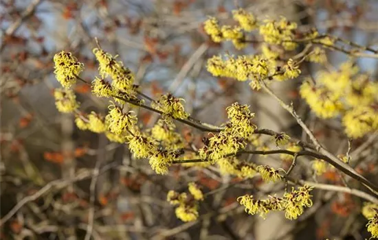 Zaubernuss schneiden Zaubernuss schneiden