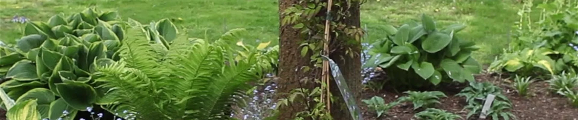 Clematis - Einpflanzen im Garten (Anleitung - 0)