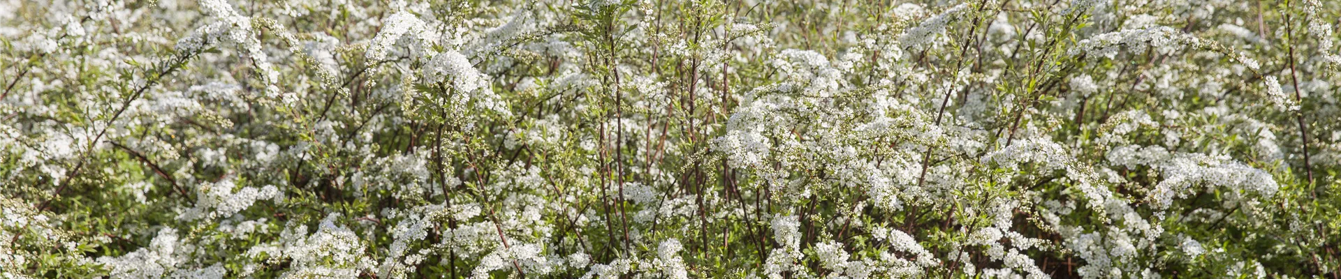 Spiraea Spiraea