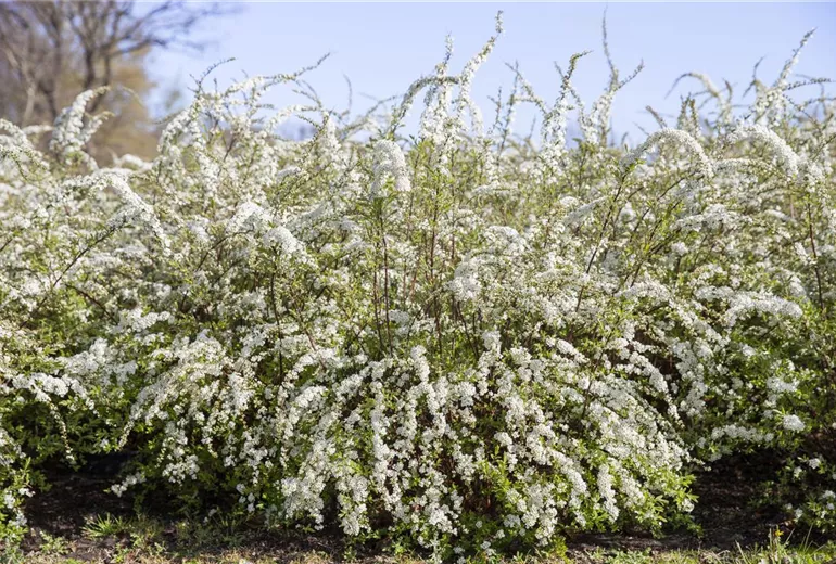 Spiraea Spiraea