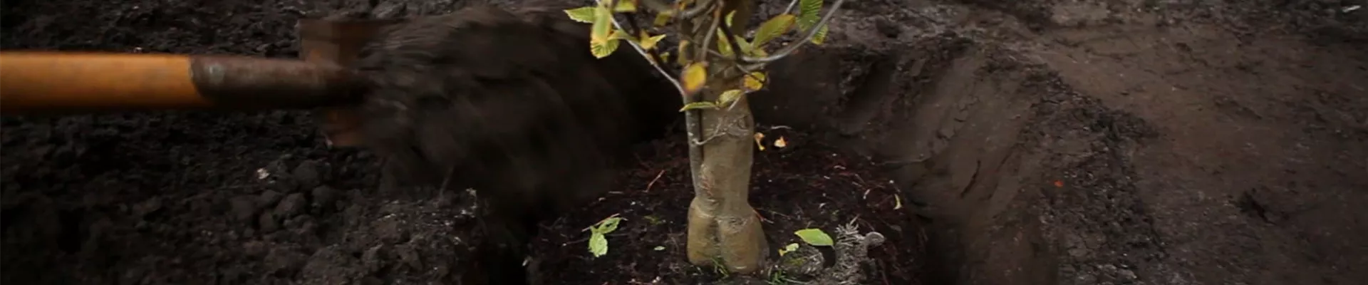 Hainbuche - Einpflanzen im Garten (5)
