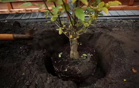 Hainbuche - Einpflanzen im Garten Hainbuche - Einpflanzen im Garten