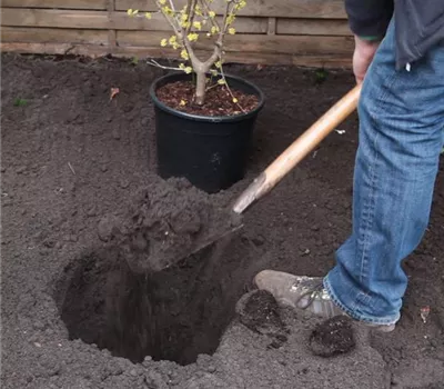 Kornelkirsche - Einpflanzen im Garten