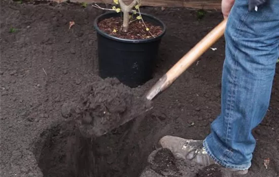 Kornelkirsche - Einpflanzen im Garten