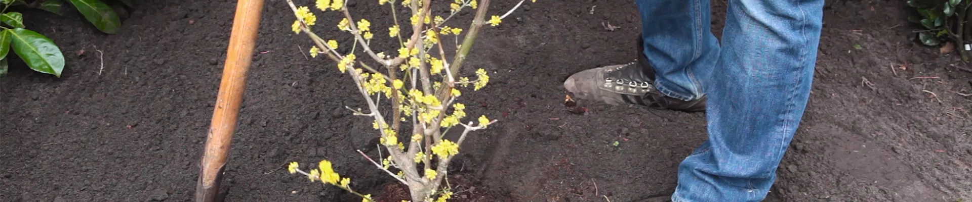 Kornelkirsche - Einpflanzen im Garten (thumbnail)