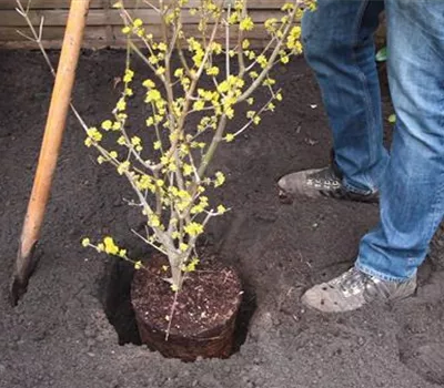 Kornelkirsche - Einpflanzen im Garten