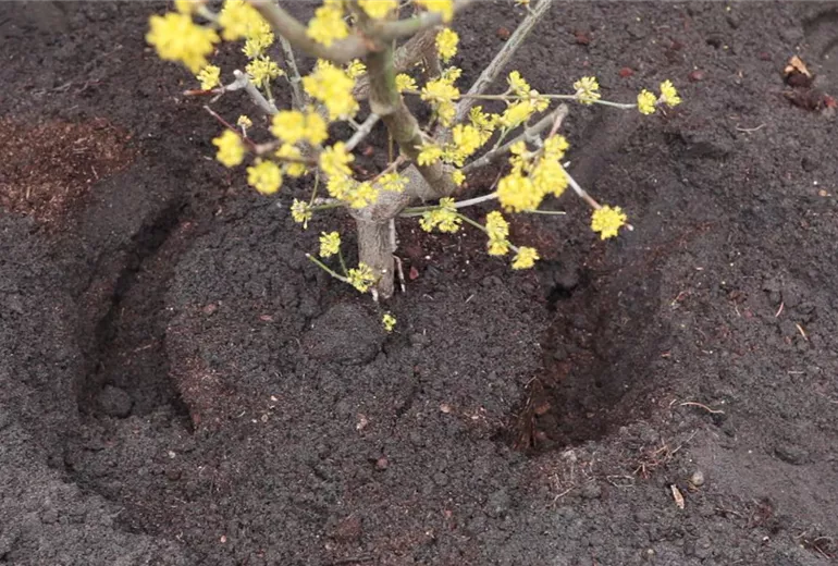 Kornelkirsche - Einpflanzen im Garten (5)