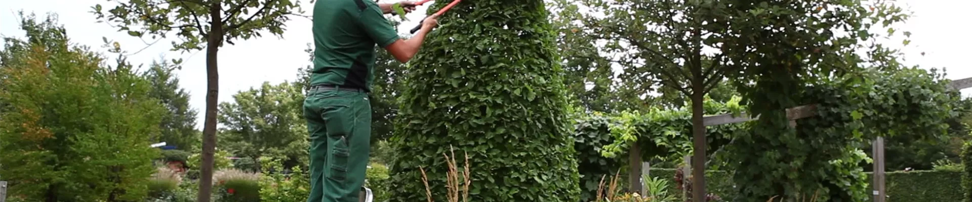 Hainbuche - Zurückschneiden (5)