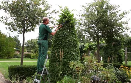 Hainbuche - Zurückschneiden