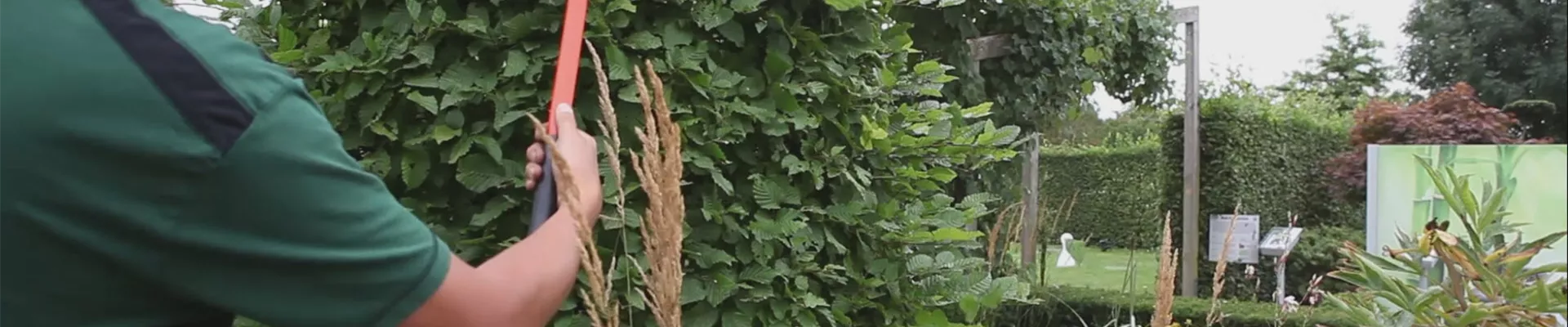 Hainbuche - Zurückschneiden (thumbnail) Hainbuche - Zurückschneiden (thumbnail)