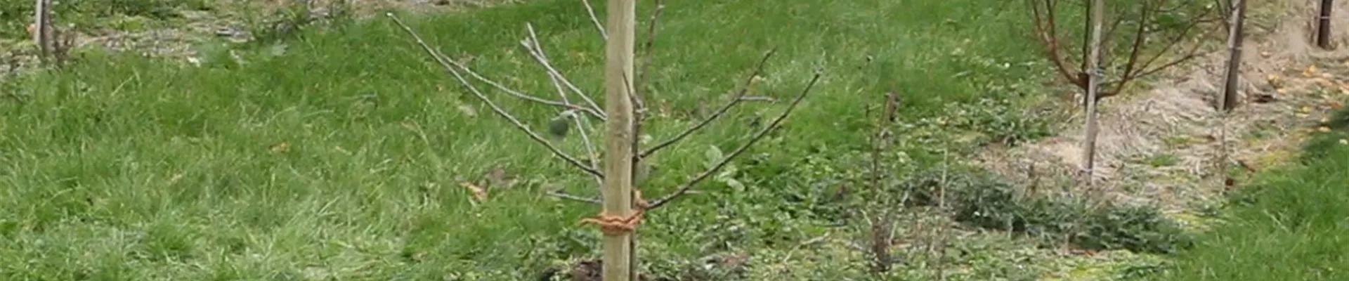 Apfelbaum - Einpflanzen im Garten (Anleitung - 0) Apfelbaum - Einpflanzen im Garten (Anleitung - 0)