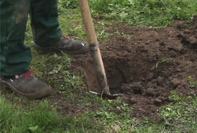 Apfelbaum - Einpflanzen im Garten (Anleitung - 1) Apfelbaum - Einpflanzen im Garten (Anleitung - 1)