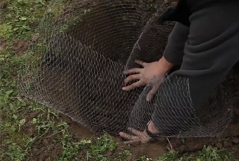 Apfelbaum - Einpflanzen im Garten (Anleitung - 2) Apfelbaum - Einpflanzen im Garten (Anleitung - 2)