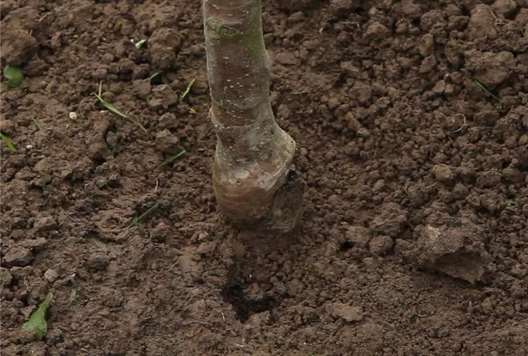 Apfelbaum - Einpflanzen im Garten (Anleitung - 7) Apfelbaum - Einpflanzen im Garten (Anleitung - 7)