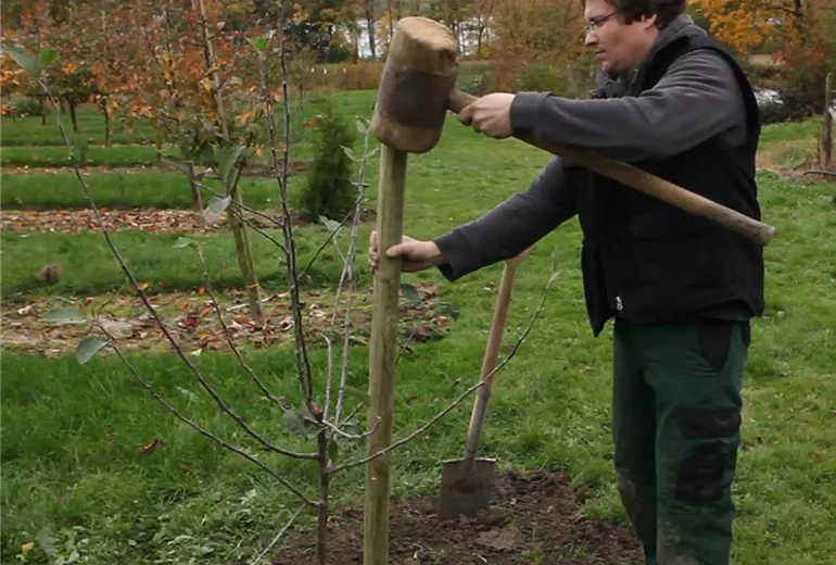 Apfelbaum - Einpflanzen im Garten (Anleitung - 8) Apfelbaum - Einpflanzen im Garten (Anleitung - 8)