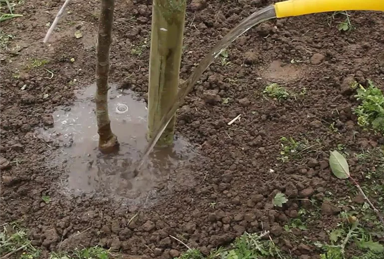 Apfelbaum - Einpflanzen im Garten (Anleitung - 10) Apfelbaum - Einpflanzen im Garten (Anleitung - 10)